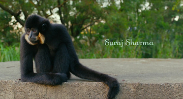 Life of Pi Still Image
