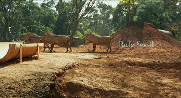 Life of Pi Still Image