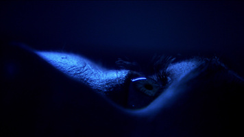 Avatar Still Image