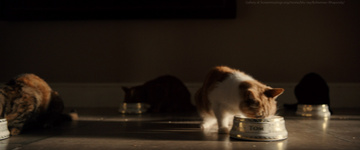 Bohemian Rhapsody Still Image