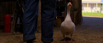 Pearl Still Image