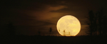 Killers of the Flower Moon Still Image