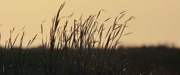 Where the Crawdads Sing Still Image