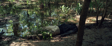 Where the Crawdads Sing Still Image
