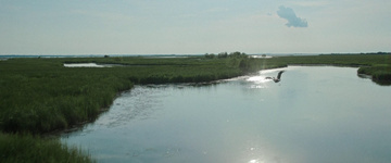 Where the Crawdads Sing Still Image