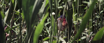 Where the Crawdads Sing Still Image